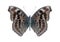 Butterfly Precis (Junonia) hedonia (underside)