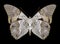 Butterfly Prepona dexamenus underside