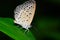 Butterfly (Pseudozizeeria Maha)