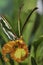 Butterfly Psychopsis Orchid