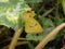 A butterfly on a pumpkin leaf in the tropics.