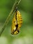 Butterfly Pupa - Paper kite