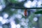 Butterfly pupae hanging on green leaf