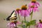 Butterfly on Purple Cone Flowers