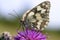 Butterfly on purple flower 2