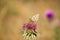 A butterfly on a purple flower. Castelluccio di Norcia, Apennines, Umbria, Italy