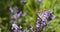 Butterfly on purple flowers