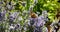 Butterfly on purple flowers