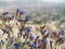 Butterfly on purple flowers in a desert in Turkey