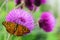 Butterfly on purple wildflower