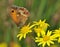 Butterfly (Pyronia tithonus)