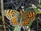 Butterfly queen of spain fritillary