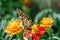 A butterfly, a queen of Spain fritillary, lat. Issoria lathonia, sitting on a red and yellow flower and drinks nectar with its