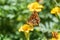 A butterfly, a queen of Spain fritillary, lat. Issoria lathonia, sitting on a yellow flower and drinks nectar with its proboscis.