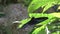 Butterfly Rajah Brooke Birdwing hanging onto green leaf.