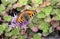 Butterfly rash on flowers of Sedum.