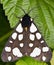 Butterfly on raspberry leaves - Arctia villica