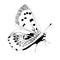 Butterfly realistic black and white on white background.