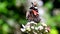 Butterfly - Red Admiral, Vanessa atalanta