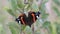 Butterfly Red Admiral (Vanessa atalanta)