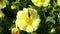 Butterfly of Red Admiral Vanessa atalanta on a yellow flower of Dahlia