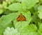 Butterfly red colored sat on a green leaf. Full photo with a sharp Closeup of a Skipper Hesperiidae butterfly taken with a macro l