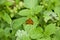 Butterfly red colored sat on a green leaf. Full photo with a sharp Closeup of a Skipper Hesperiidae butterfly taken with a macro l