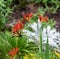 Butterfly on red Crocosmia flower