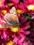 Butterfly on red flower