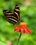 Butterfly on red flower