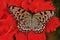 Butterfly on red hibiscus flower