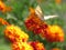 Butterfly on red orange marigold flowers