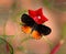 Butterfly Red Pierrot or Talicada nyseus on red cardinal creeper flower