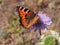 A butterfly with red wings collects nectar from flowers