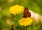 Butterfly relaxes on a dandelion.