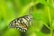 Butterfly rest on branch