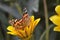 A butterfly rest on flower