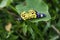 Butterfly rest on green leaf.green background