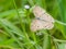 Butterfly rest on the leaf