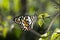 Butterfly rest in leaf