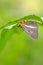 Butterfly rest under a leaf