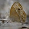 Butterfly resting on dead leaves on the ground