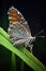 butterfly resting on a dew-covered blade of grass