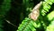 Butterfly Resting On A Fern Footage 