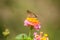 A butterfly resting on flowers