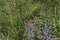 Butterfly resting on flowers of Garden thyme, Thymus serpillorum, Breckland thyme, wild thyme  or creeping thyme blossoming