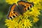 Butterfly resting on flowers (Nymphalis urticae)