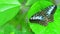 Butterfly resting on green leaf