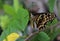 A butterfly resting on the leaf