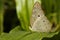 A butterfly resting on a leaf